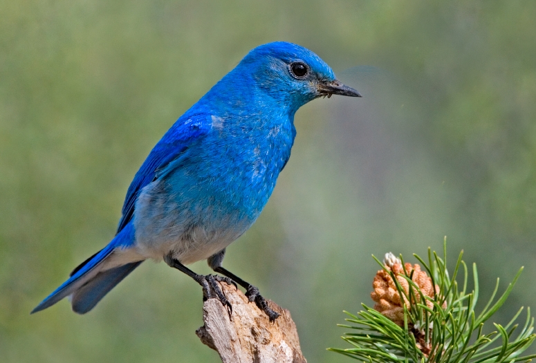 Mountain Bluebird, the state bird of Idaho